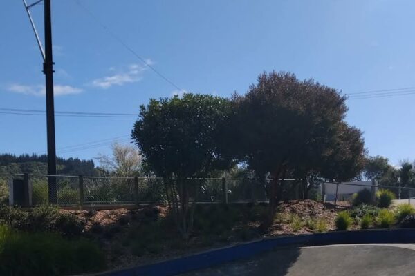 13Picton_Skate_Park_2026_Photos_Skate_Finder_NZ_